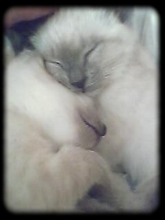 Mes choucs .